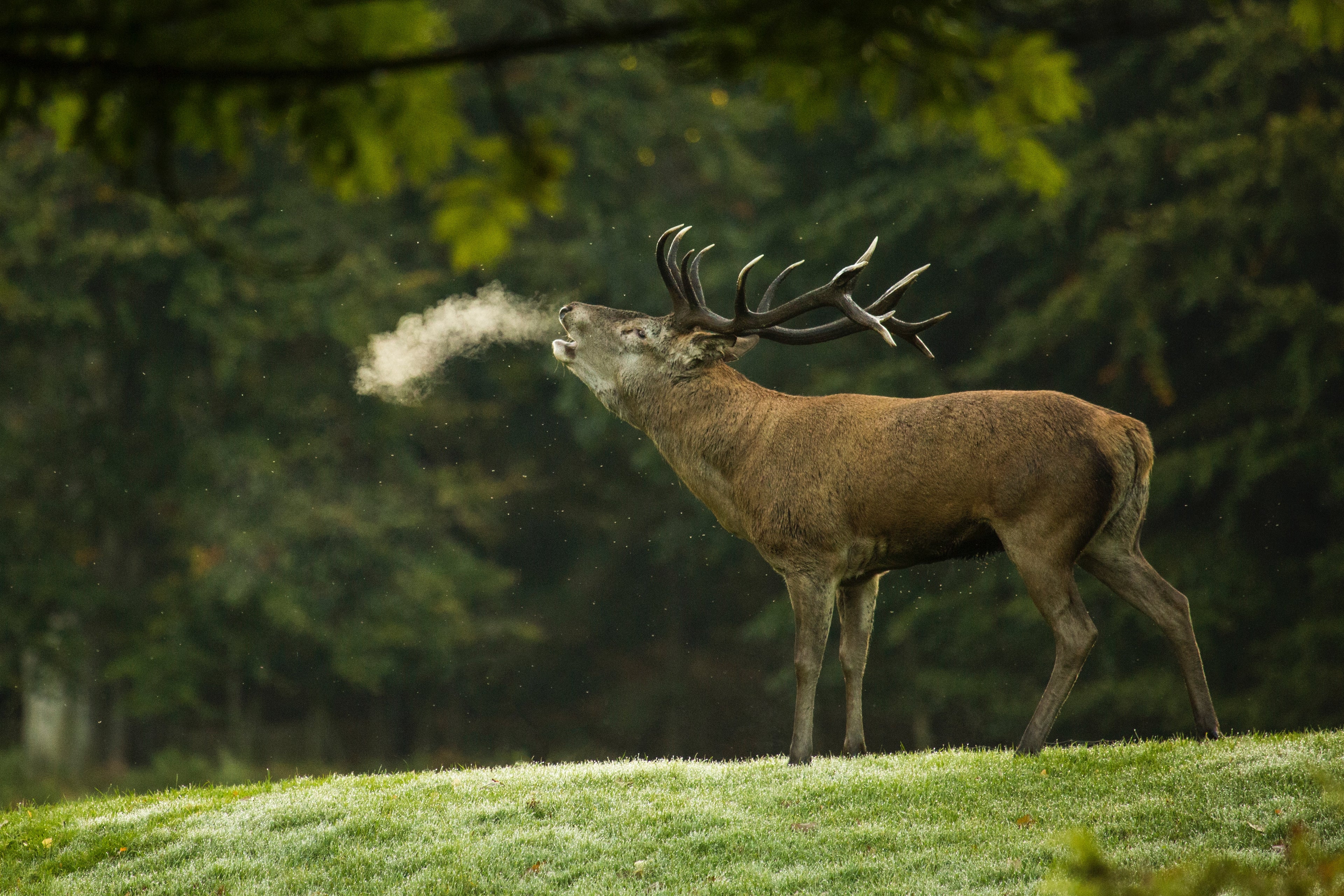 Ein Hirsch steht auf der Wiese vor einem Wald. Man sieht seinen Atem in der offenbar kalten Luft.